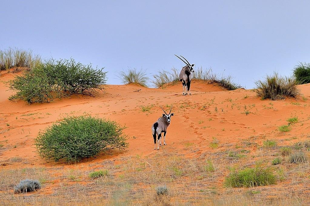 Discovering the Unique Charms of South Africa